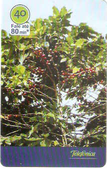 SP-2949 - Café - 3/6