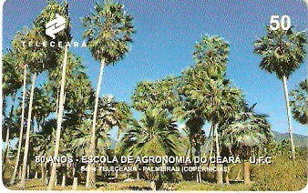 CE-061 - 17 Palmeiras