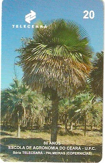 CE-064 - Palmeira Macroglosa