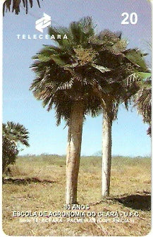 CE-063 - Palmeira Bayleana