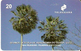 CE-062 - Palmeira Prunífera