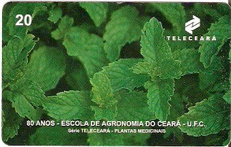 CE-068 - Hortelã Rasteira