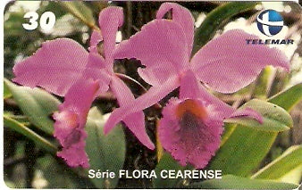 CE-219 - Orquídea Roxa