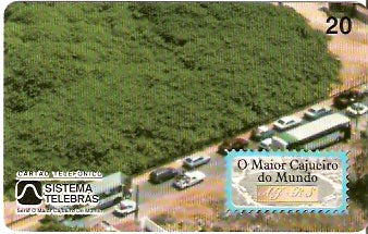 CE-008M - O Maior Cajueiro - 4/4
