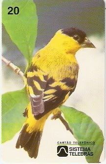 CE-017M - Pintassilgo do Nordeste