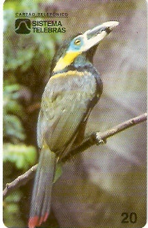 CE-018M - Tucaninho da Serra