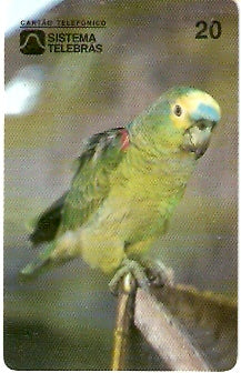 CE-019M - Papagaio Verdadeiro