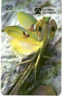 CE-026M - Louva-a-Deus