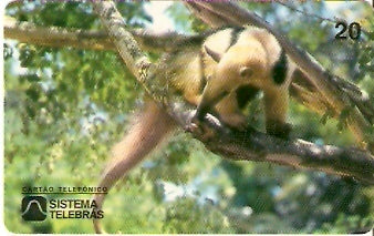 CE-050 - Tamanduá Mambira