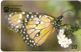 CE-051 - Borboleta Monarca