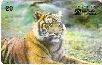 CE-056 - Tigre