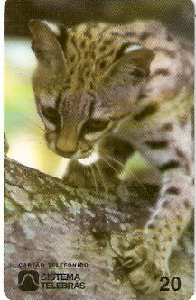 CE-030M - Gato Maracajá Mirim