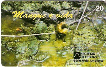 PE-026 - Mangue é Vida