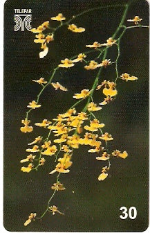 PR-198 - Flores - Botão de Ouro
