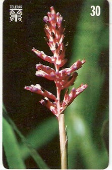 PR-197 - Flores - Distichantha