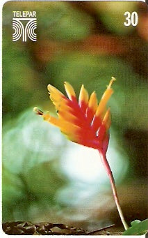 PR-195 - Flores - V. Carinata