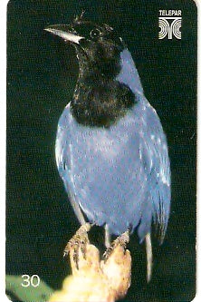 PR-216 - Gralha-Azul