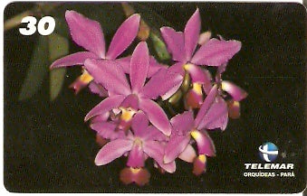 PA-196 - Orquídeas - 02/11