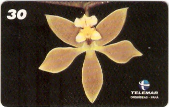 PA-203 - Orquídeas - 09/11