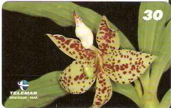 PA-197 - Orquídeas - 03/11