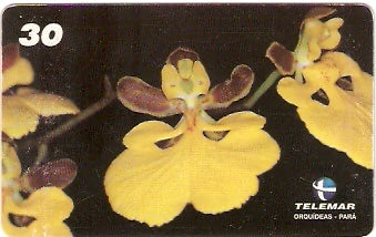 PA-204 - Orquídeas - 10/11
