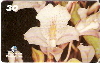 PA-199 - Orquídeas - 05/11