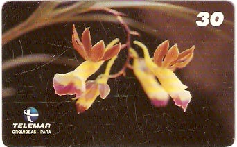 PA-205 - Orquídeas - 11/11