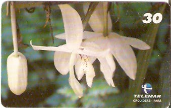 PA-200 - Orquídeas - 06/11