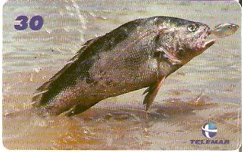 PA-268 - Pescada Preta