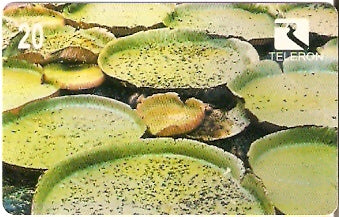 RO-040 - Flores da Amazônia - 1/4