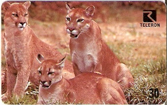 RO-062 - Onça Parda