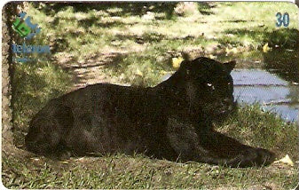 RO-080 - Onça Preta