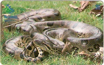 RO-081 - Sucuri Preta