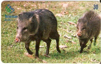 RO-082 - Porco Queixada