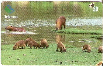 RO-084 - Capivara