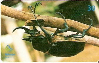 RO-126 - Besouro - Broca do Bulbo