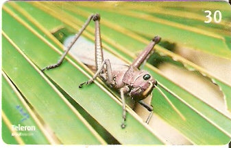 RO-128 - Gafanhoto Cortador