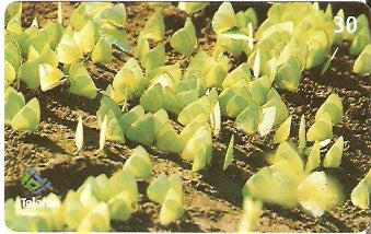 RO-147 - Borboletas Amarelas