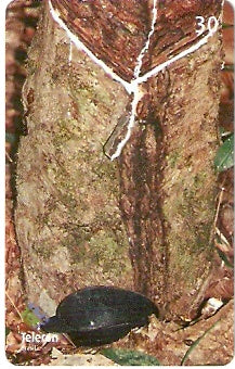 RO-168 - Seringueira - 1/2