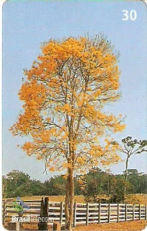 RO-187 - Ipê-Amarelo