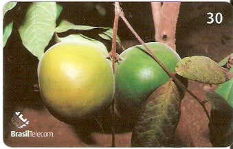 RO-198 - Goiaba Araçá