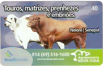 RO-277 - Nova Vida - 2