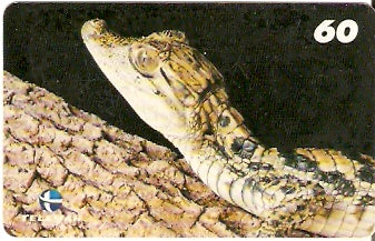 RR-030 - Jacaré Tinga