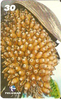 PA-474 - Frutas - 09/12