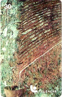 AC-024 - Seringueira - 1/3