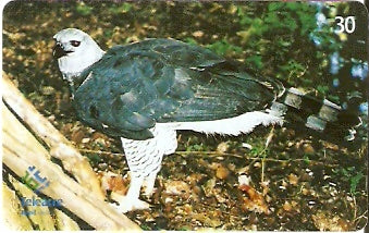 AC-092 - Gavião Real