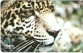 AC-118 - Onça Pintada