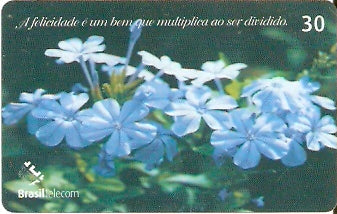 AC-131 - Flor Bela Emília