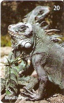 AC-149 - Iguana