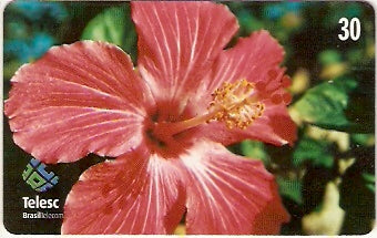 SC-174 - Flores Daqui - 8/8